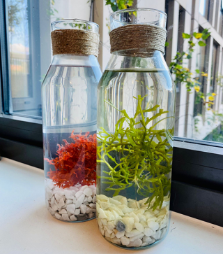 Colourful algae plants floating in glass bottles
