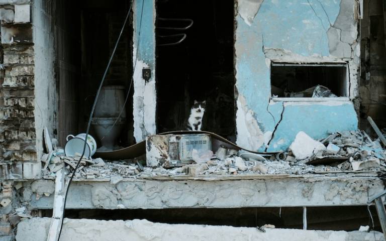 cat sitting in a ruins of house destroyed by russian army