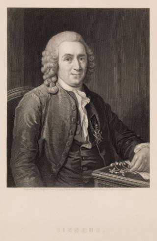 Portrait of Charles Linnaeus,