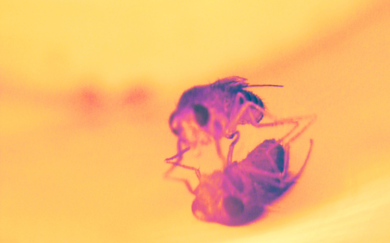 An image of a fruit fly
