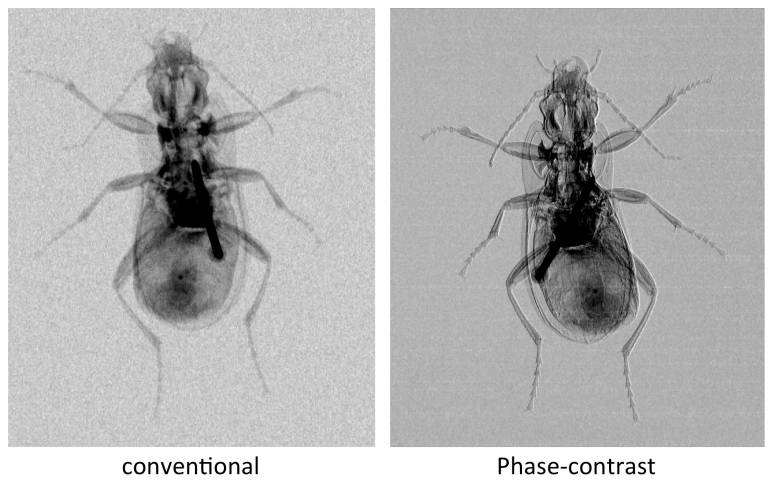 Conventional and phase-contrast x-ray of an insect