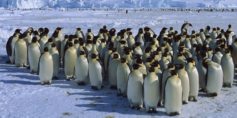Group of penguins standing on the snow