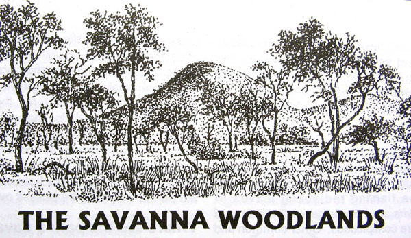 THE SAVANNAH WOODLANDS