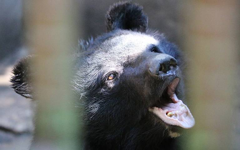 Asiatic black bear on bear farm in Gangwon province, South Korea. (c) Joshua Powell