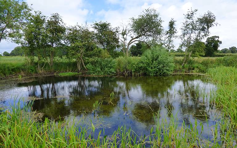 Pond Conservation Guide News Articles