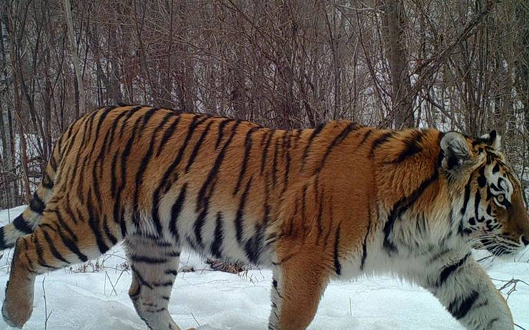 Public perceptions of tiger recovery in China