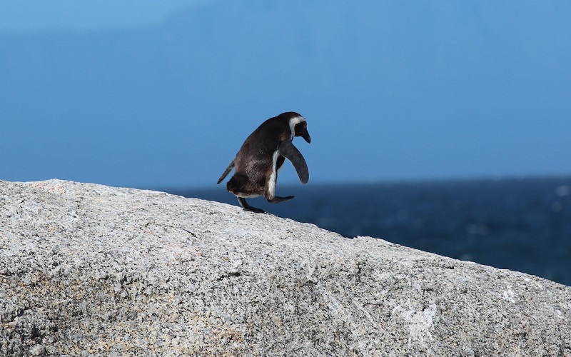 African Penguin on a rock in Cape Town, South Africa (Joel Herzog / Unsplash)