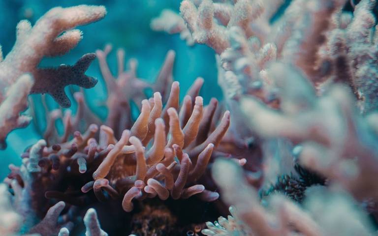 Coral Reef_Chris Reyem_Unsplash