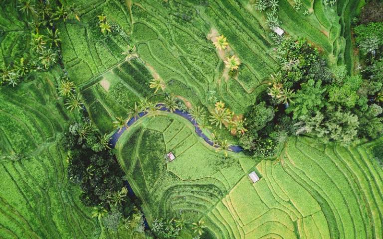 Rice fields from above (Ivan Bandura / Unsplash)
