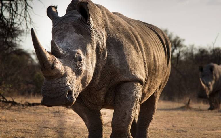 Watch out for the Grey Rhino: The Connection Between Climate Change,  Biodiversity Loss and Health