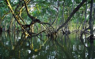 Mangrove forest in Kenya