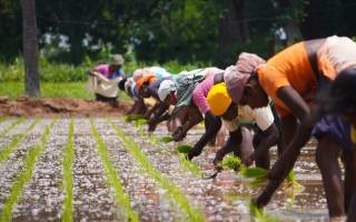 Rice Planting, Tamil Nadu, India (Deepak Kumar / Unsplash)