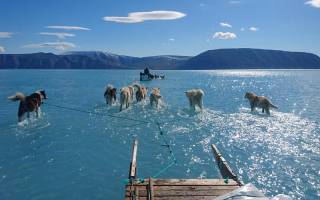 Husky sleighs in Greenland