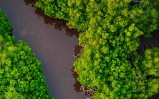 Mangroves from above