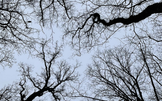 Trees from below