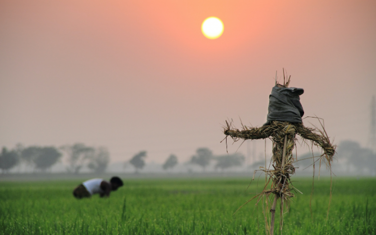 Brahmanbaria, Chittagong Division, Bangladesh Man Planting on Field. Photo by Ariful Haque from Pexels