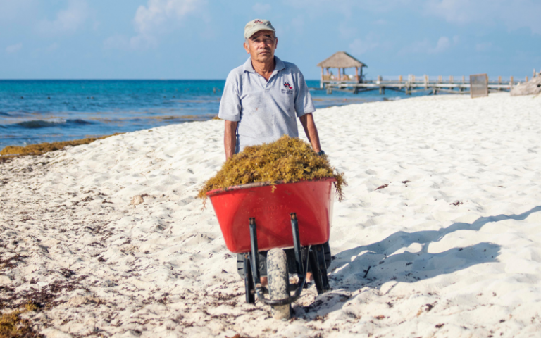 Mexican male worker shows a wheel barrow full of problem Sargassum seaweed as he cleans up a beach on the caribbean coast in Mexico
