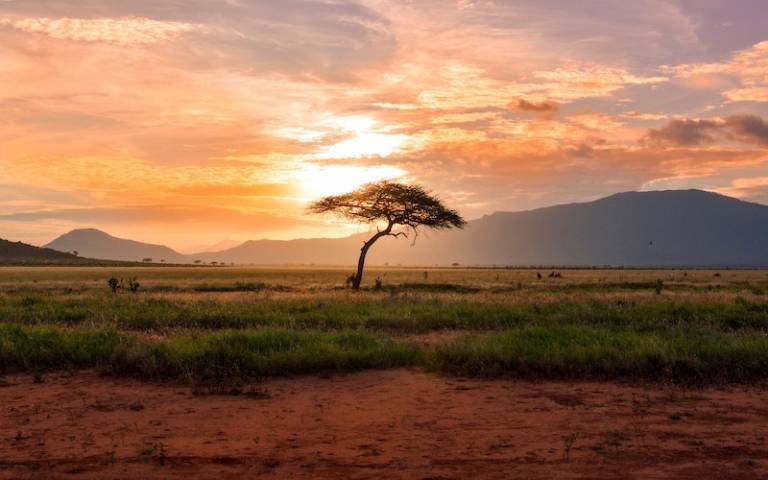 Kenya plains and tree at sunset