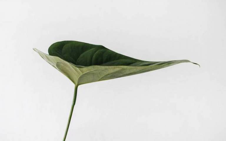 Minimalist image of green leaf on white background