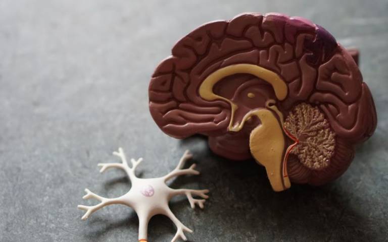 Photo shows a plastic hospital model of a half brain 