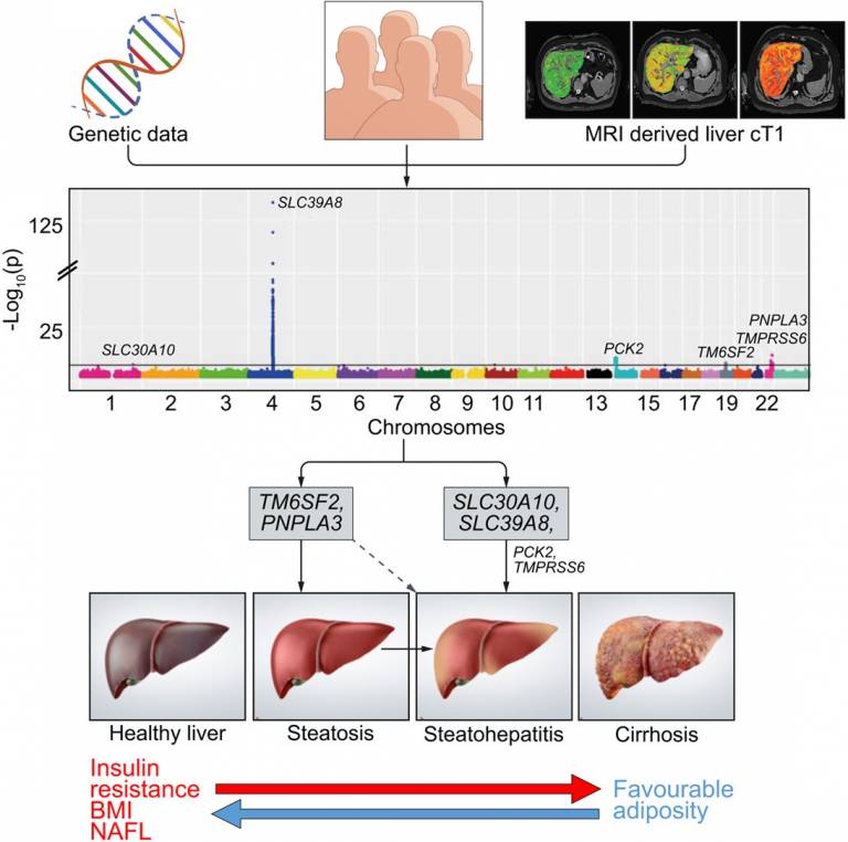 Genetic studies on liver MRI data identify genes associated with liver inflammation