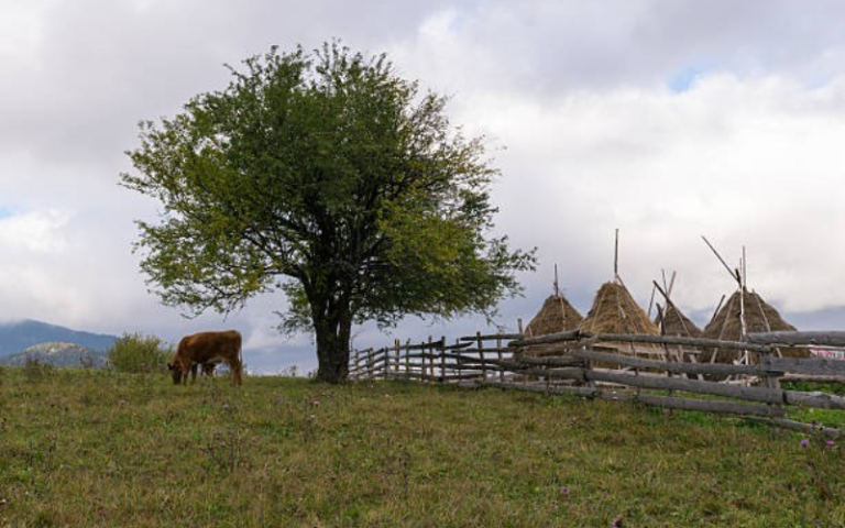 Rural image with a cow, tree and some huts