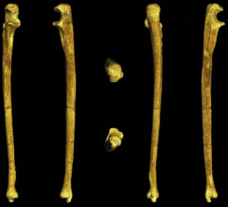 Australopithecus sediba Ulna