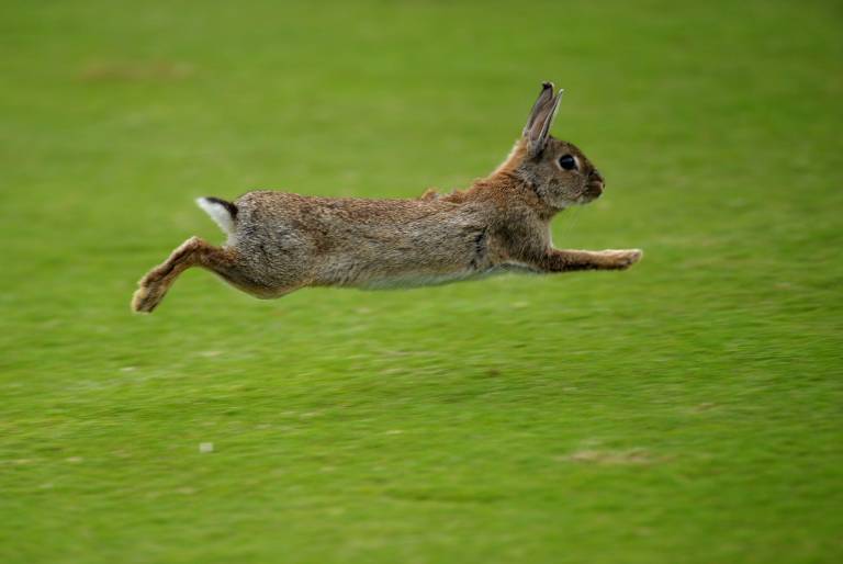 Leaping Rabbit