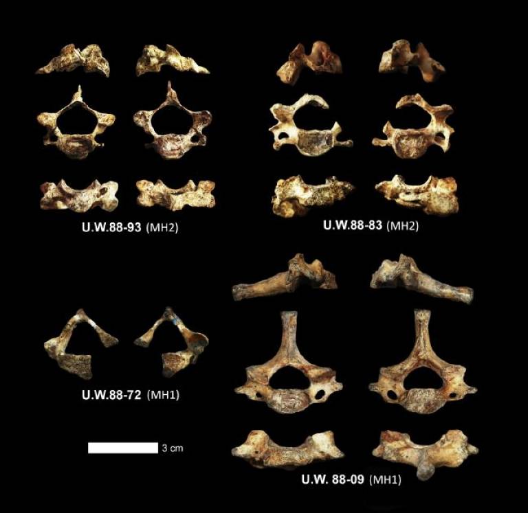 Australopithecus sediba Cervical Vertebrae
