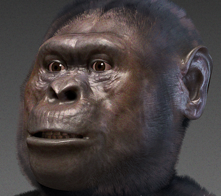 Australopithecus afarensis Reconstruction