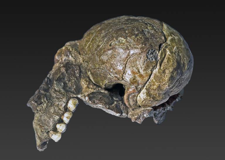 australopithecus_africanus_plesianthropus_transvaalensis_holotype_1