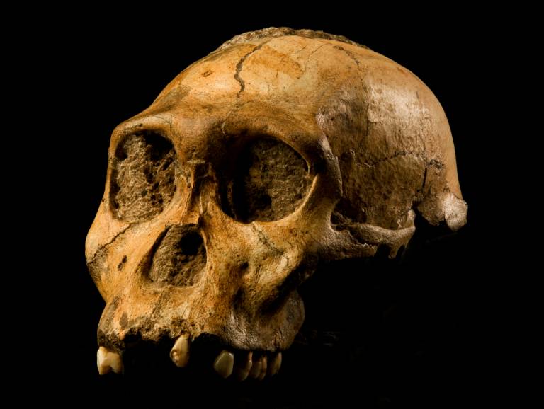 Skull of Australopithecus sediba