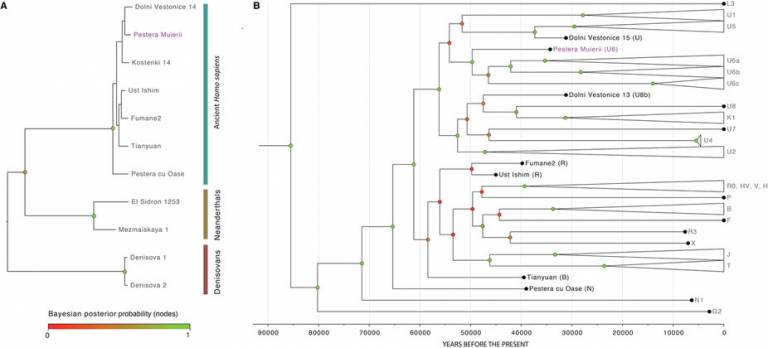 Unconstrained Bayesian phylogenetic analysis including ancient H. sapiens, Neandertals and Denisovans