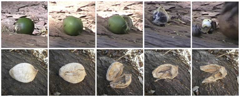 Figure 2. The two species of nuts: (a) tucum: (b) piaçava