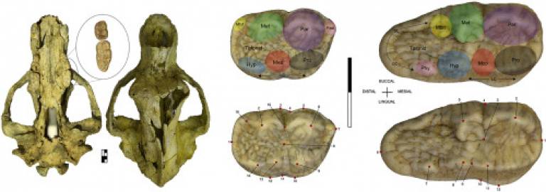 A Cave Bear Cranium from Scladina Cave