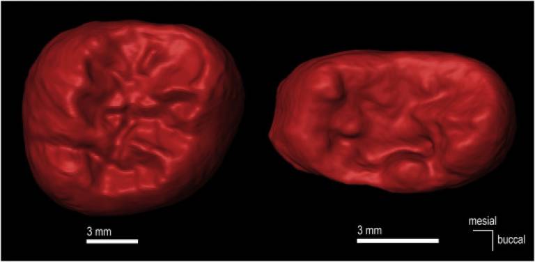 This picture shows virtual images of the crowns of the left M2 (left in the image) and the left M3 (right in the image) included in the maxilla ATD6-69 (Hominin 3, H3).