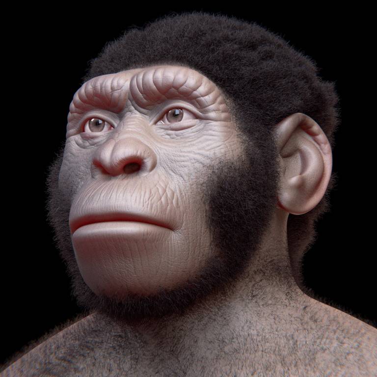 The Homo naledi facial reconstruction, performed with the coherent anatomical deformation technique