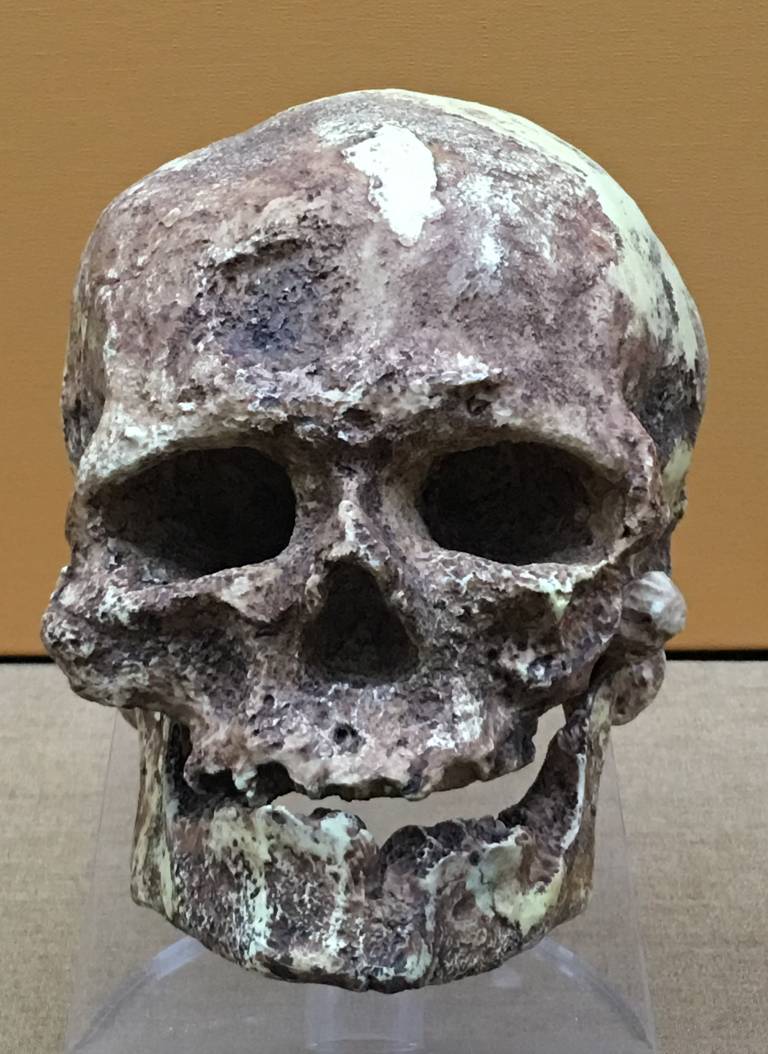 Cro Magnon 1 skull replica in the Beijing Museum of Natural History - China, July 2017.