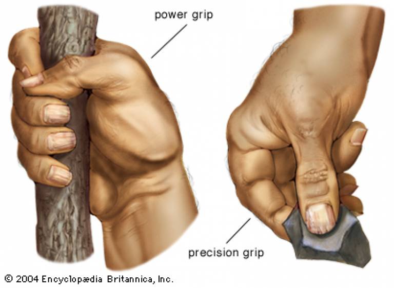 Human Grip