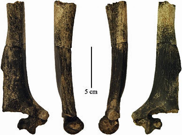 KNM-ER 47000B - Paranthropus boisei