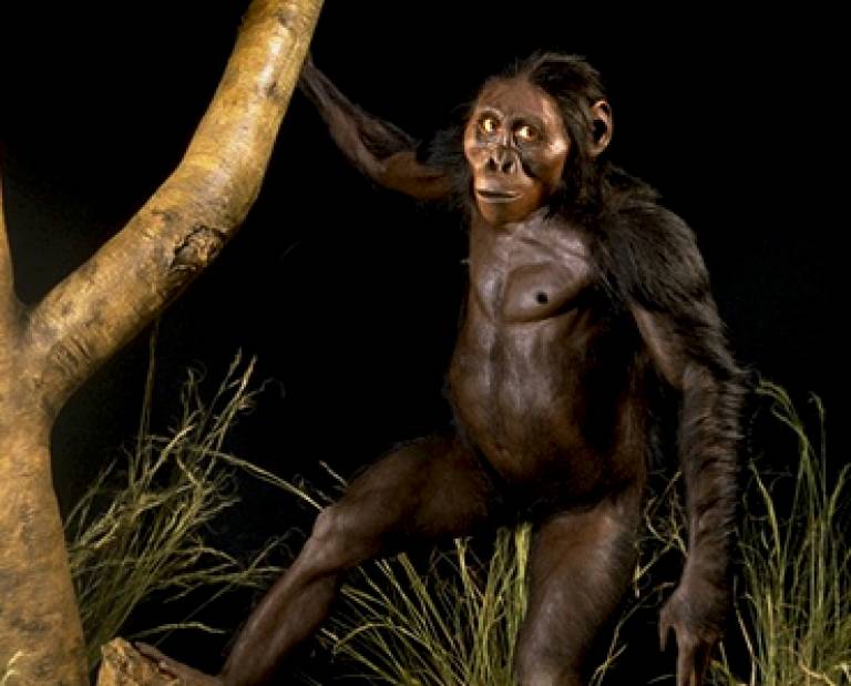 Lucy - Australopithecus afarensis Artist: John Gurche