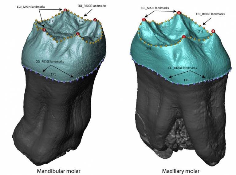 Mandibular and Maxillary Molars