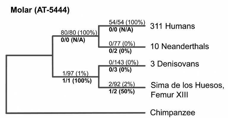 Sharing of derived alleles at diagnostic positions separating the hominin groups in the mitochondrial tree.