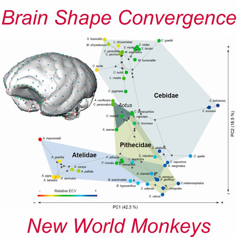 Morphometric analysis of New World monkey’s brain shape.