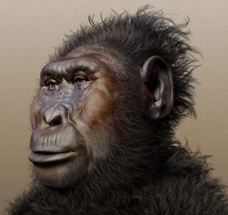 Paranthropus boisei Reconstruction