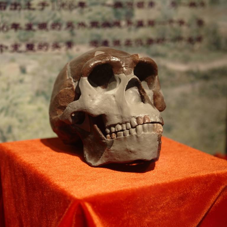 Original Peking Man Skull Replica
