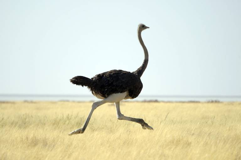 Running Ostrich