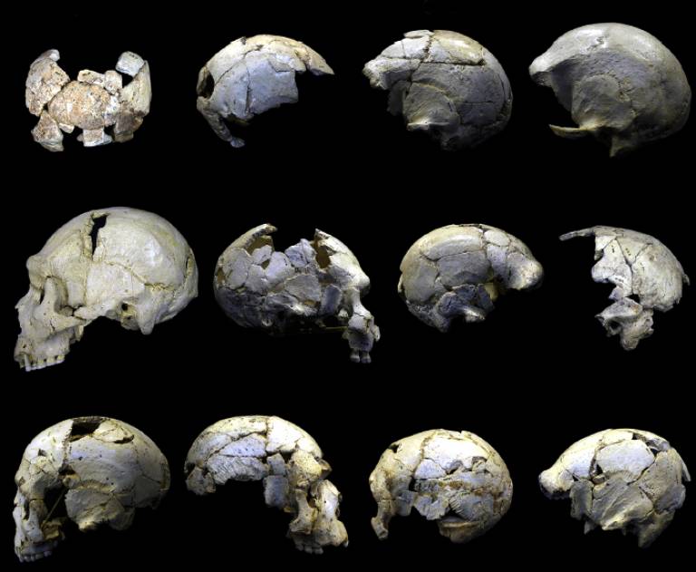 The Skulls of Sima de los Huesos