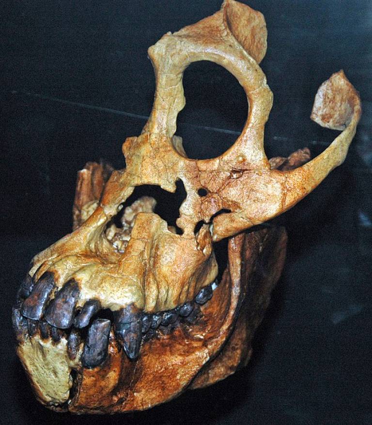 Replica of a Sivapithecus cranium and mandible