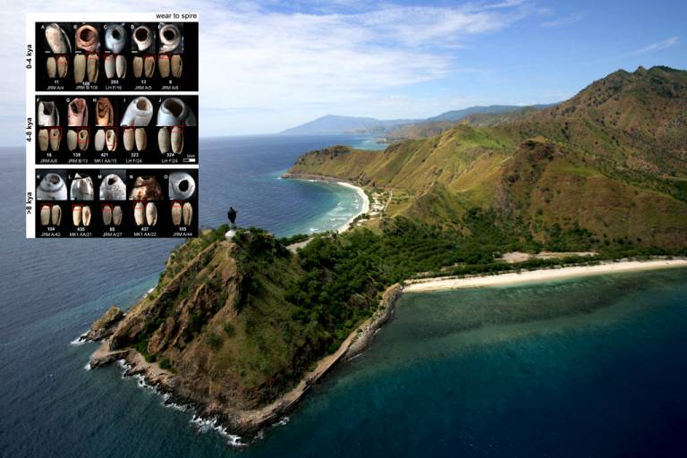 Some seashells of the caves of Timor-Leste